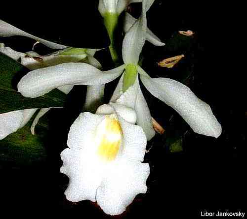 Trichopilia hennisiana